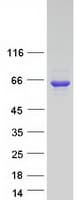 Human LGSN Protein (Recombinant Myc-DDK (Flag))