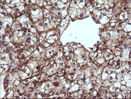 TRIM38 Antibody (clone OTI14B4)