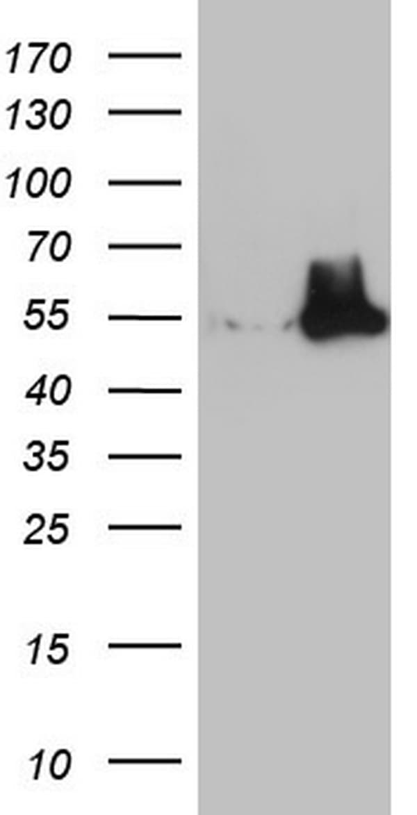 NUDT12 Antibody (aa1-251, clone OTI5E8)