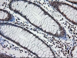 CRY2 Antibody (clone OTI1H5)