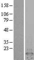 Human PEA15 / PEA-15 Protein (Over-Expression Lysate Myc-DDK (Flag))