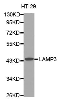 Polyclonal Rabbit anti-Human LAMP3 / CD208 Antibody (IHC, WB)