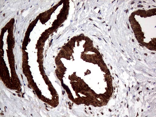 AGR2 Antibody (aa21-175, clone OTI2D11)