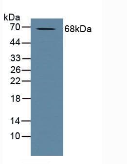 ADAM10 Antibody (aa420-641, APC)
