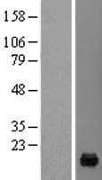 Human PFDN4 Protein (Over-Expression Lysate Myc-DDK (Flag))