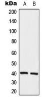 ELAVL2 / HUB Antibody (Internal)