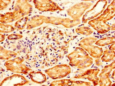 GPC6 / Glypican 6 Antibody (aa24-529)