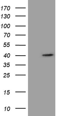 P40PHOX / NCF4 Antibody (clone OTI3E8, Carrier-free)