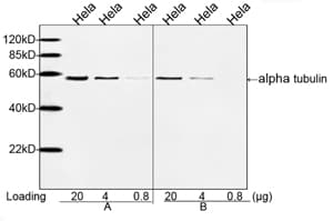 Alpha Tubulin Antibody (clone 1F4E3)