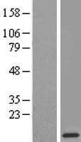 RPL38 / Ribosomal Protein L38 (Over-Expression Lysate Myc-DDK (Flag))