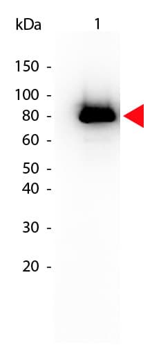 Monoclonal Mouse anti-Human AKT1 Antibody (clone 17F6.B11, Biotin, phospho-Ser473, IHC, IF, WB)
