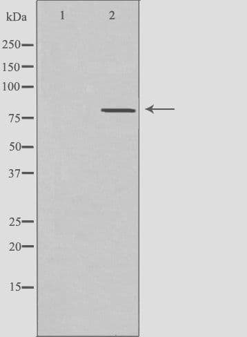CLCN4 / CLC-4 Antibody
