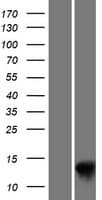 HIST1H2BD Protein (Over-Expression Lysate Myc-DDK (Flag))
