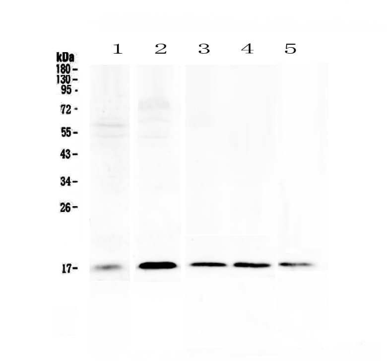 S100A7 / Psoriasin Antibody