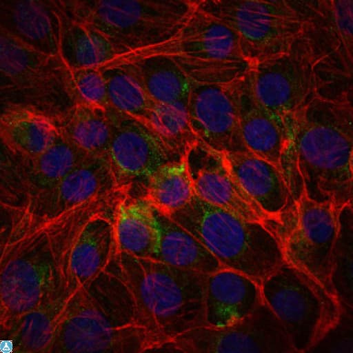 Monoclonal Mouse anti-Human SSEA-1 / Lewis x / CD15 Antibody (IHC, IF)