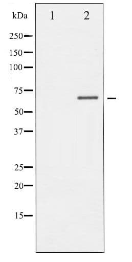 Polyclonal Rabbit anti-Human DPYSL2 / CRMP2 Antibody (phospho-Thr514, IHC, IF, WB)