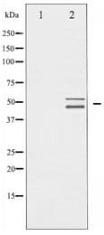 p66 / SHC Antibody