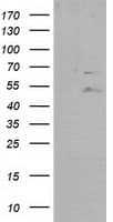 PTPN11 / SHP-2 / NS1 Antibody (clone OTI3F2)