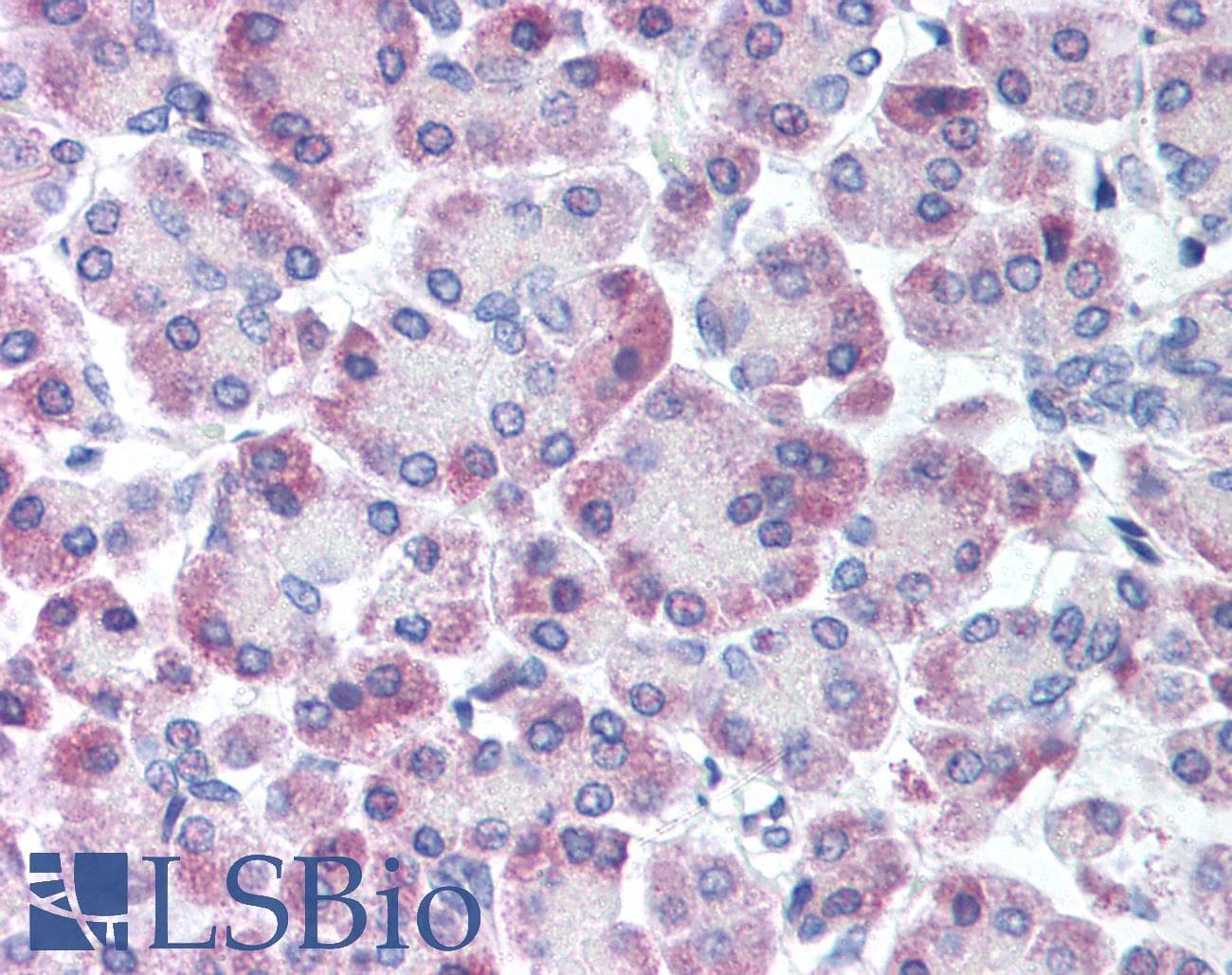 IHC-plus™ GPRC5C Antibody (C-Terminus)