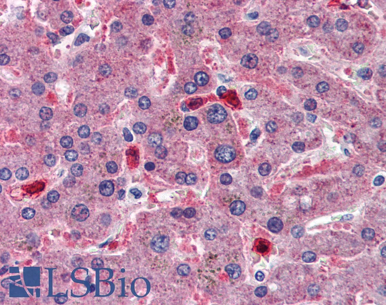 IHC-plus™ Monoclonal Mouse anti-Human CBS Antibody (clone 6A9, IHC, WB)