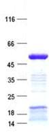 Human ZNF627 Protein (Recombinant His, N-Terminal)