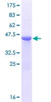 Human MRLC2 / MYL12B Protein (Recombinant GST)