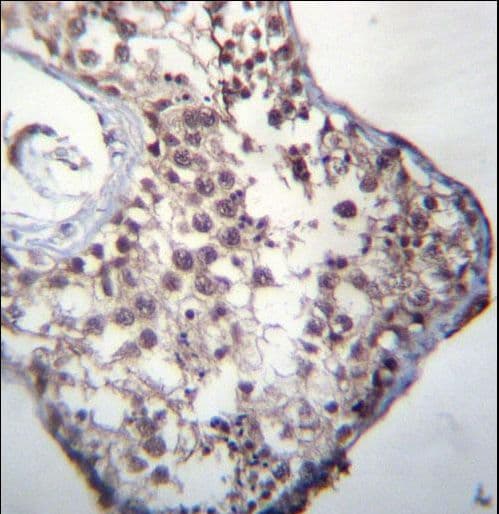 GLCCI1 Antibody (aa226-255)