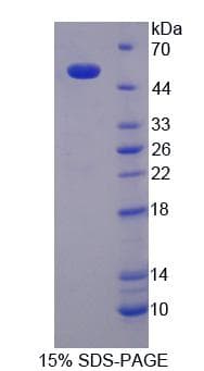 Human NUCB1 / Nucleobindin Protein (Recombinant)