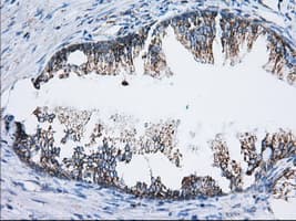 TTC32 Antibody (clone OTI5B6)