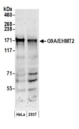 EHMT2 / G9A Antibody (aa1160-C-term)