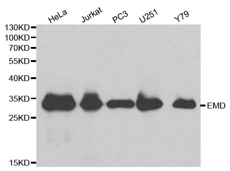 Polyclonal Rabbit anti-Human EMD / Emerin Antibody (IHC, IF, WB)