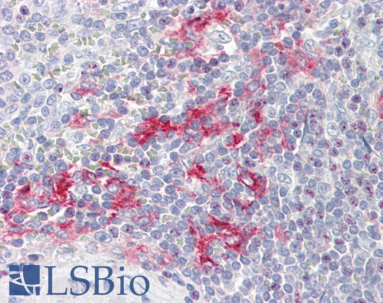 IHC-plus™ LITAF Antibody