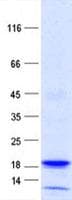Human RGS13 Protein (Recombinant His, N-Terminal)