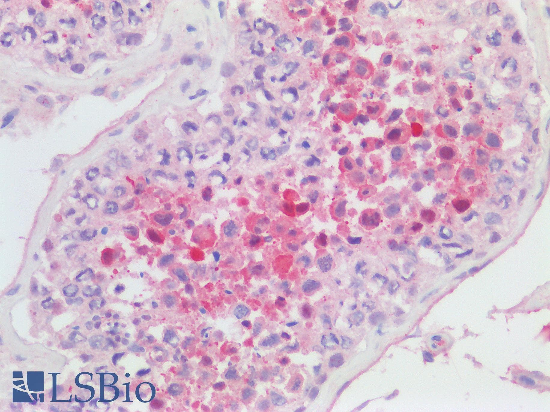 IHC-plus™ RANBP1 Antibody (aa1-50)