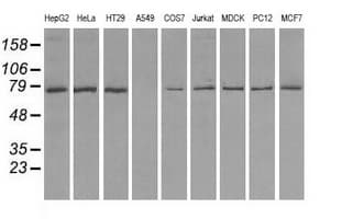 KIAA0153 / TTLL12 Antibody (clone OTI7F11)