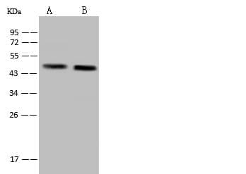 MOAP1 / MAP1 Antibody