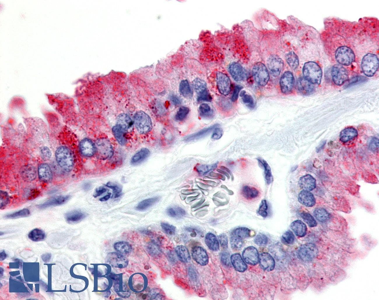 IHC-plus™ GPR174 Antibody (Cytoplasmic Domain)