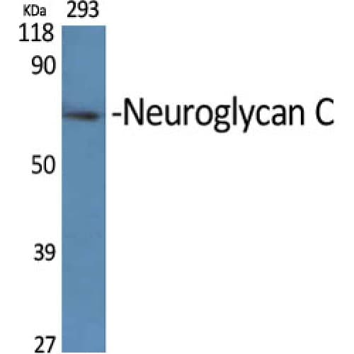Polyclonal Rabbit anti-Human CSPG5 / Neuroglycan C Antibody (180-260 aa, Internal, WB)