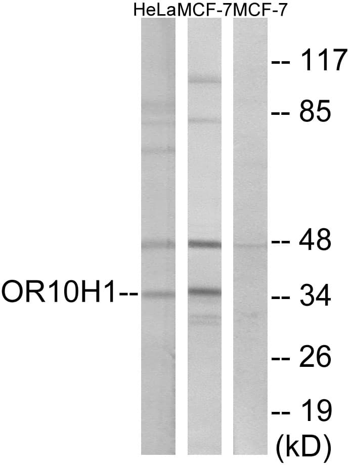 Polyclonal Rabbit anti-Human OR10H1 Antibody (aa236-285, WB)