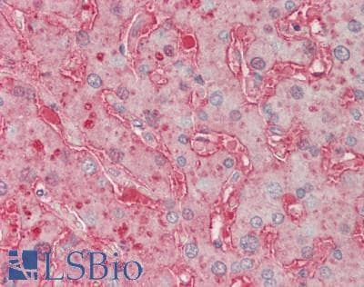 IHC-plus™ APOA1 / Apolipoprotein A 1 Antibody (clone 2G4)