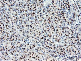 GCP60 / ACBD3 Antibody (clone OTI3E7)