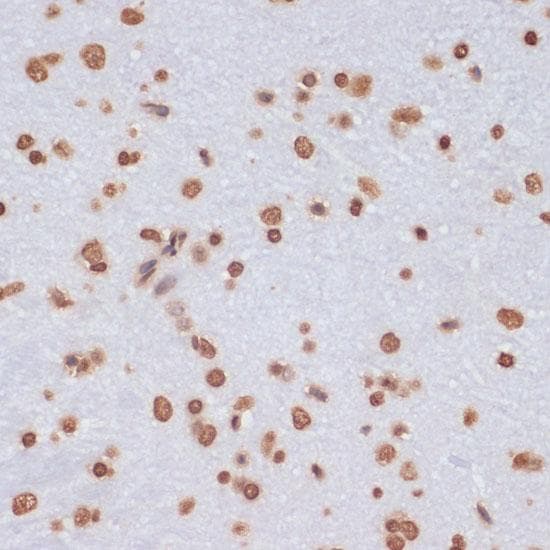 Histone H3 Antibody