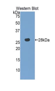 MPST Antibody (aa68-278, APC)