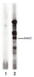 FANCC Antibody (C-Terminus)
