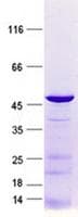 Human SMCO1 Protein (Recombinant GST, N-terminus + His, C-terminus)