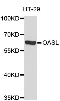 OASL Antibody