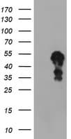 SCHIP1 Antibody (clone OTI2E7)