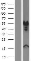 DMTN / Dematin Protein (Over-Expression Lysate Myc-DDK (Flag))