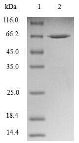 Human NUDEL / NDEL1 Protein (Recombinant GST, N-terminus)