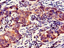 GFRAL Antibody